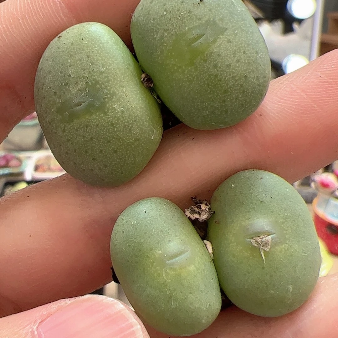 【闪购商品】193 大饼