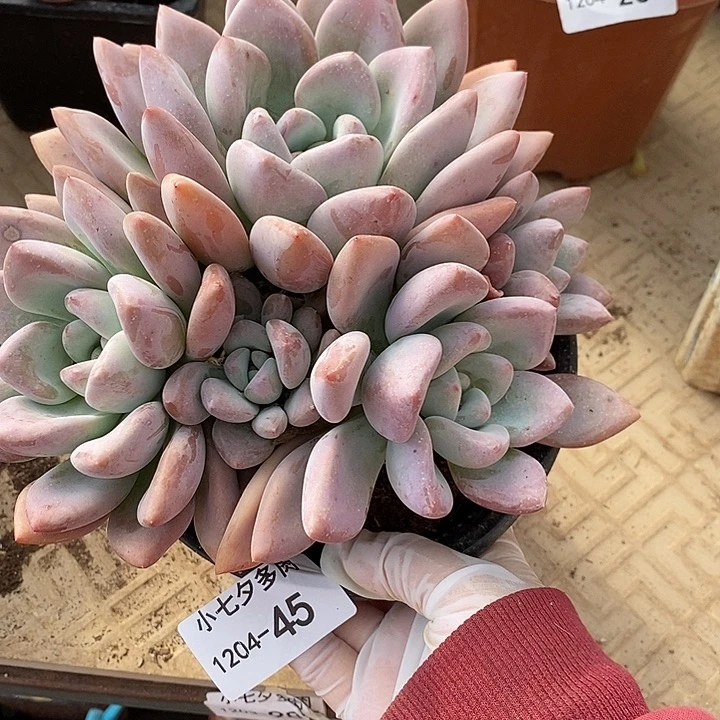 小七夕多肉奥普45