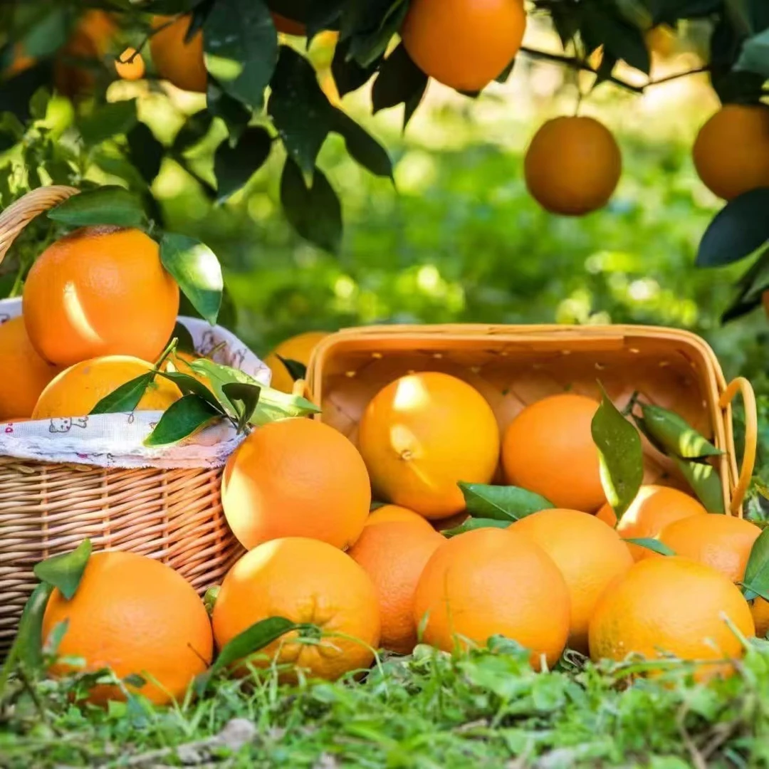 新鲜脐橙果肉多汁甜正宗当季水果橙子
