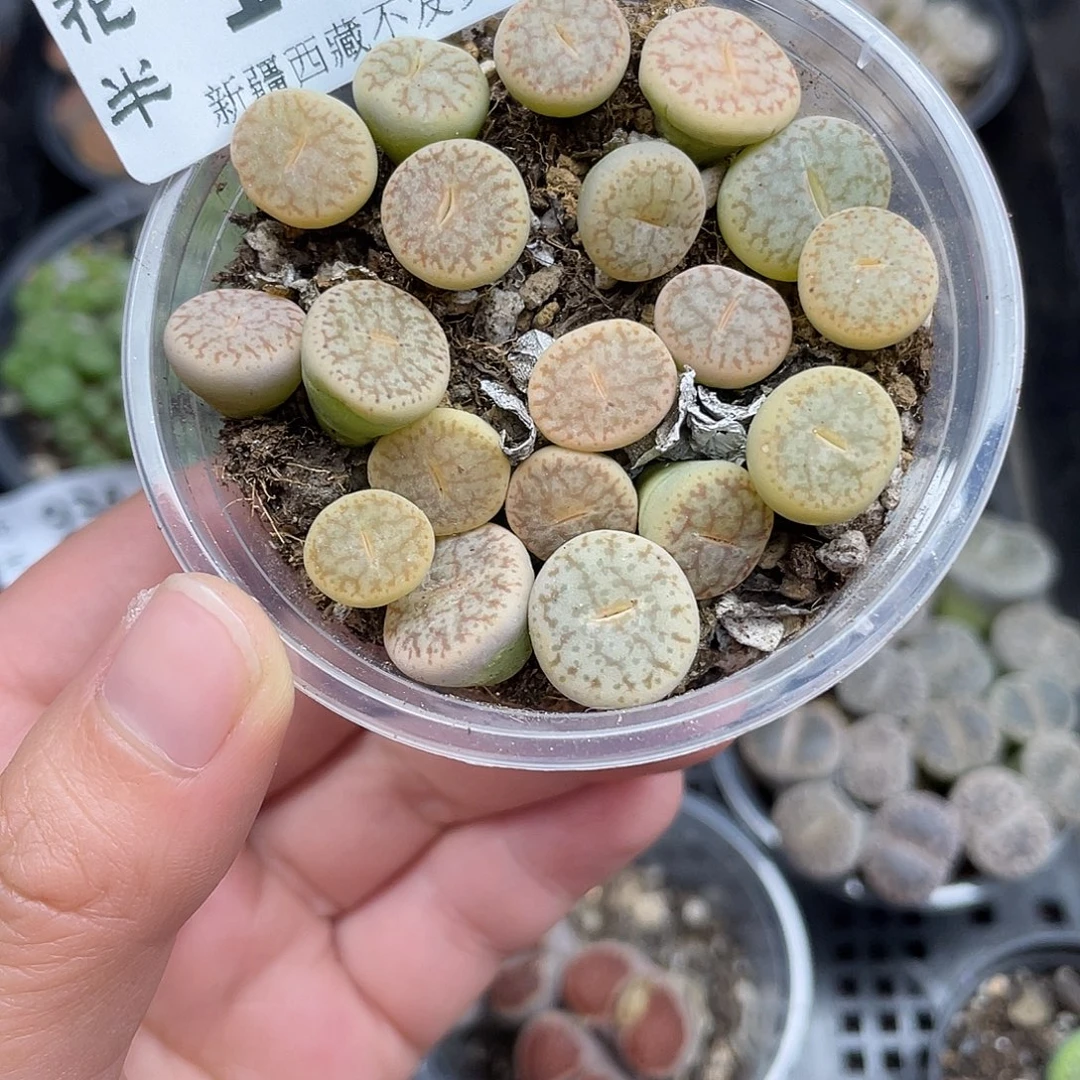 19600000花花花花花花