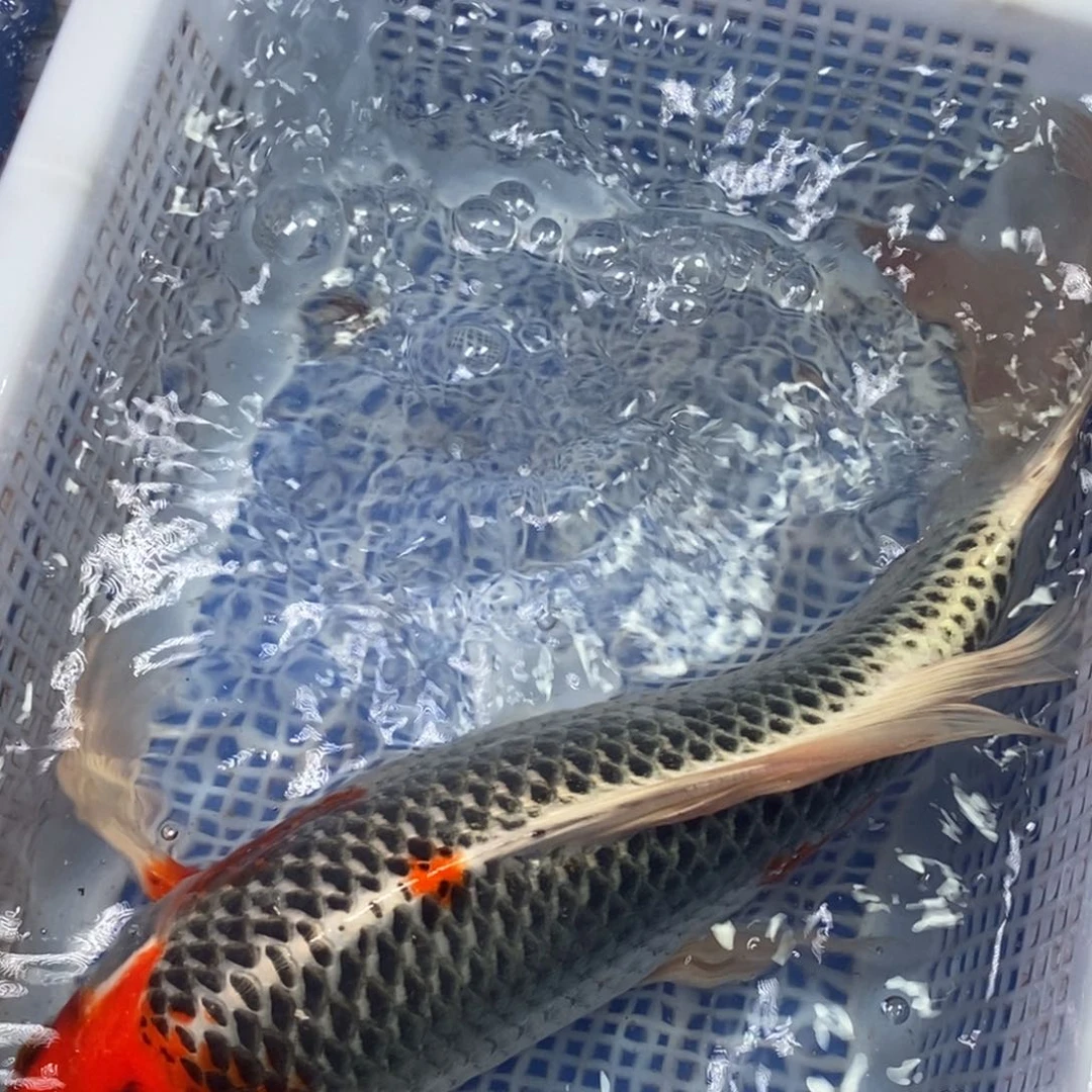 锦鲤冷水锦鲤包邮