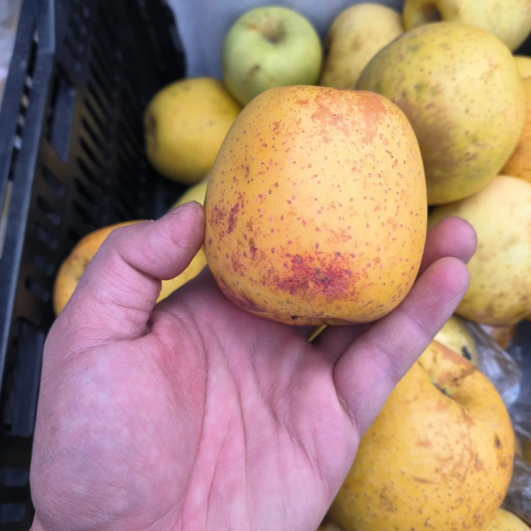 云南维纳斯黄金苹果 高糖浓香 鲜脆可口 今年新苹果特别好吃