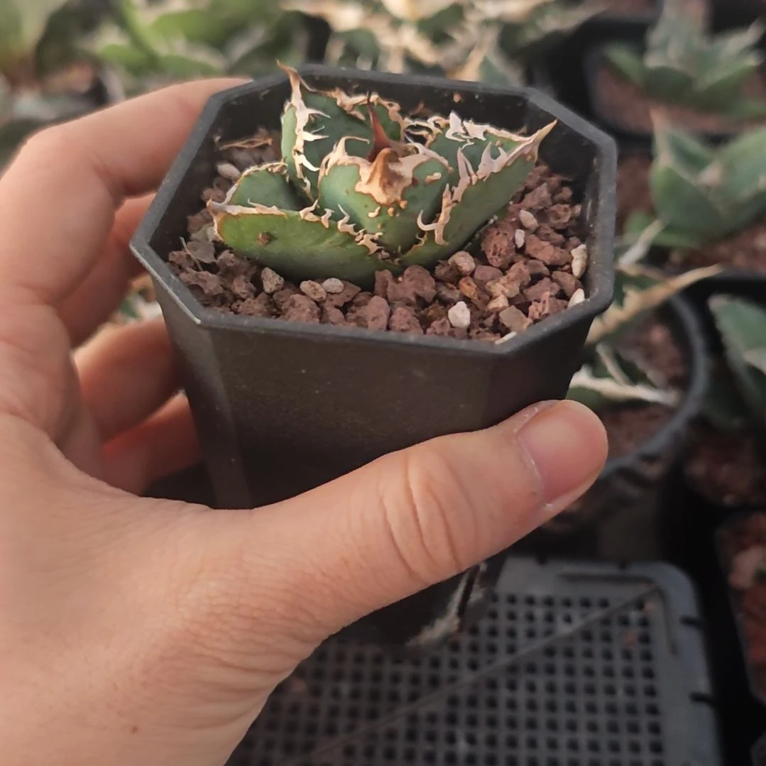 油猪仁王冠龙舌兰