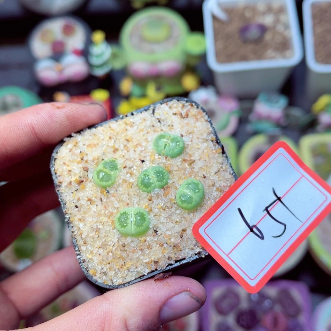 651生石花带盆发