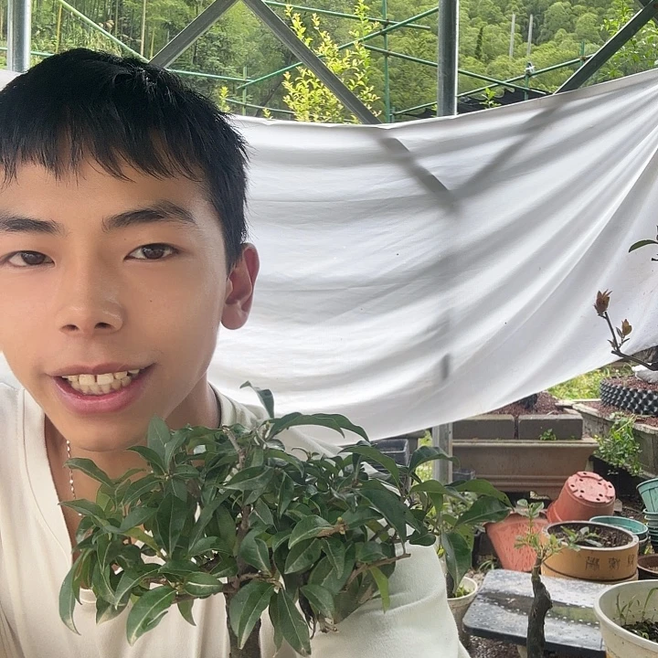 兵***哥无花朵金蛋子容易成活