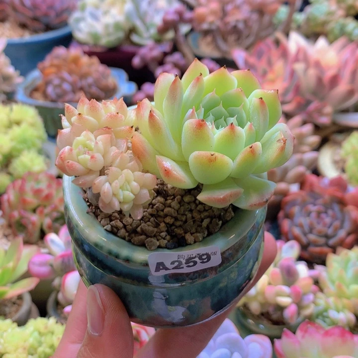 一物一拍含盆土满38包邮A259