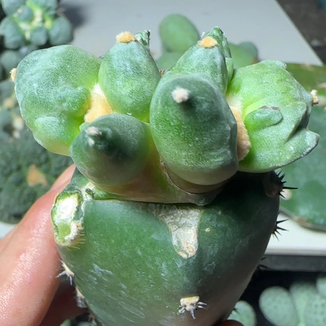 乒***无花朵双头潜力蛋怒505