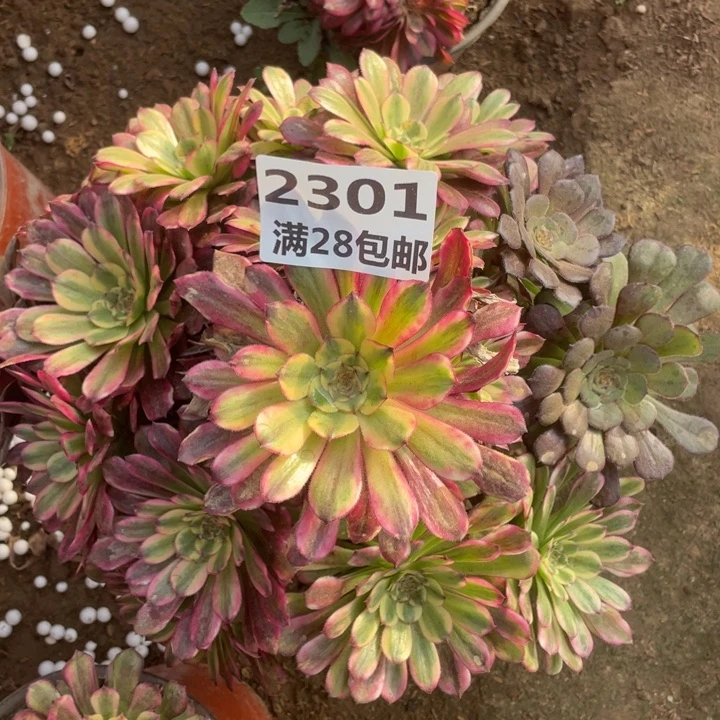 2301一号棚舞天姬A