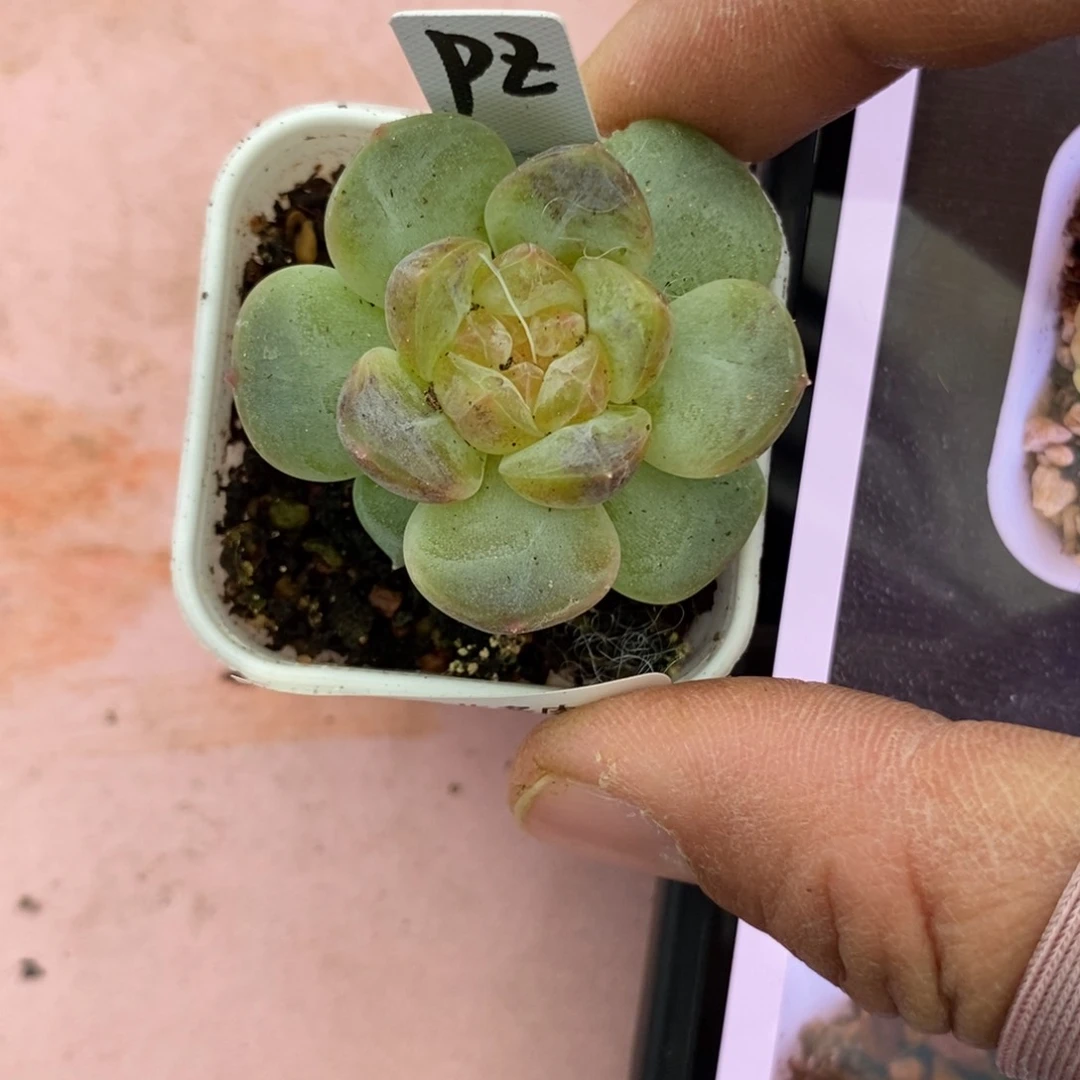 标签862飘枝甜心一个多肉