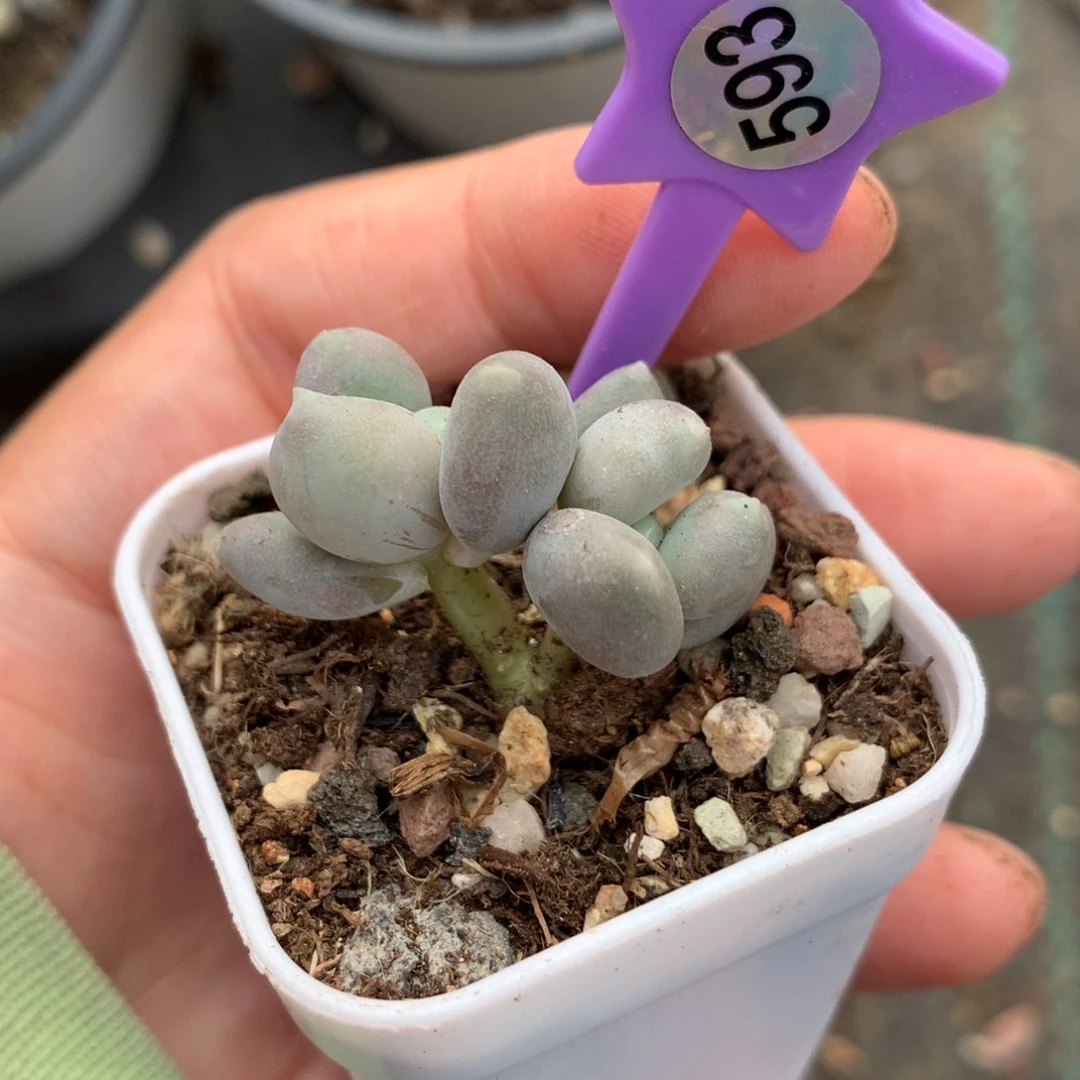 小屁桃奶酪小屁桃