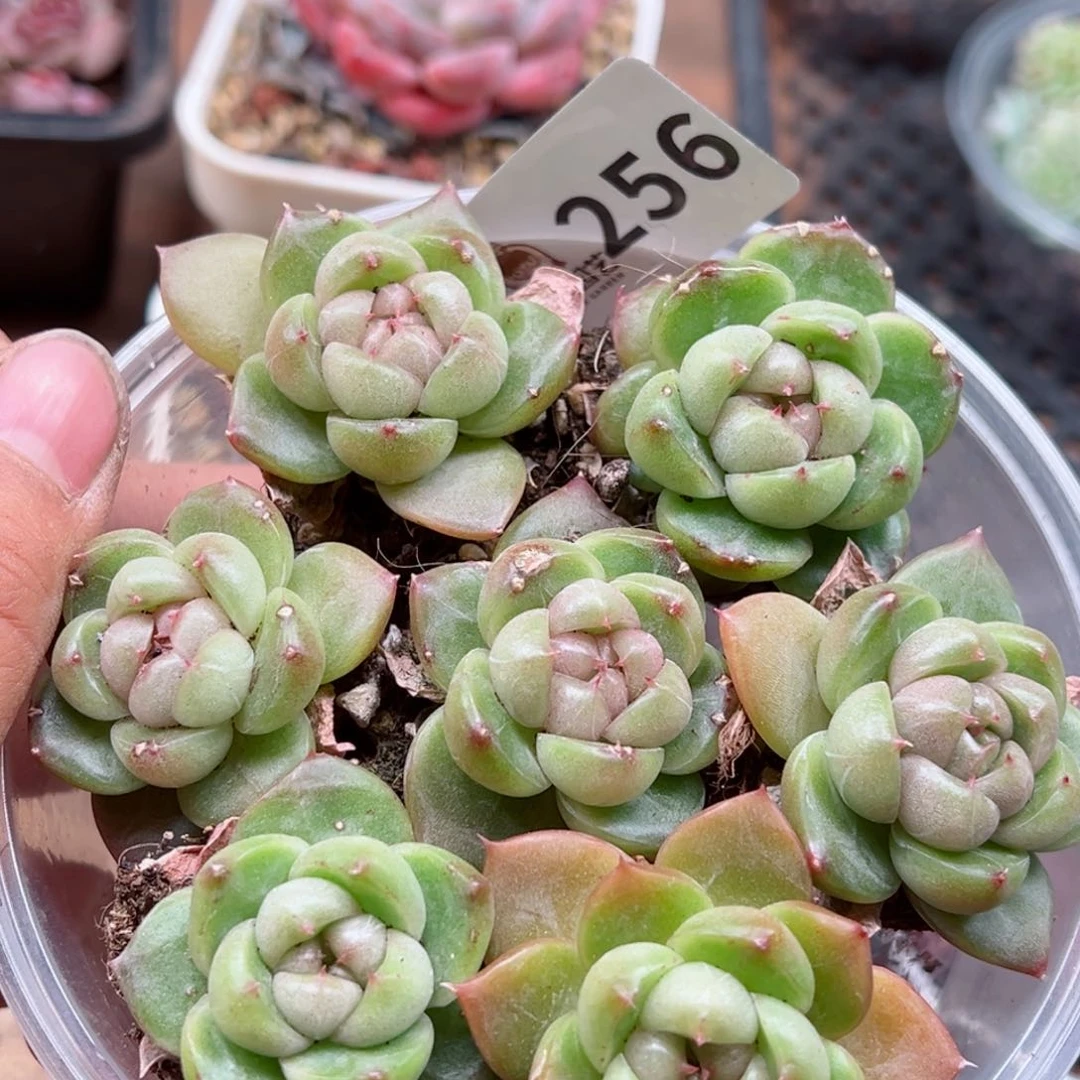 多肉植物多肉植物