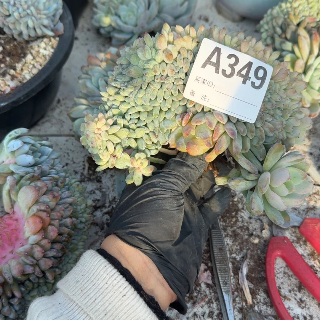 R*.星影缀化有微瑕呀呀