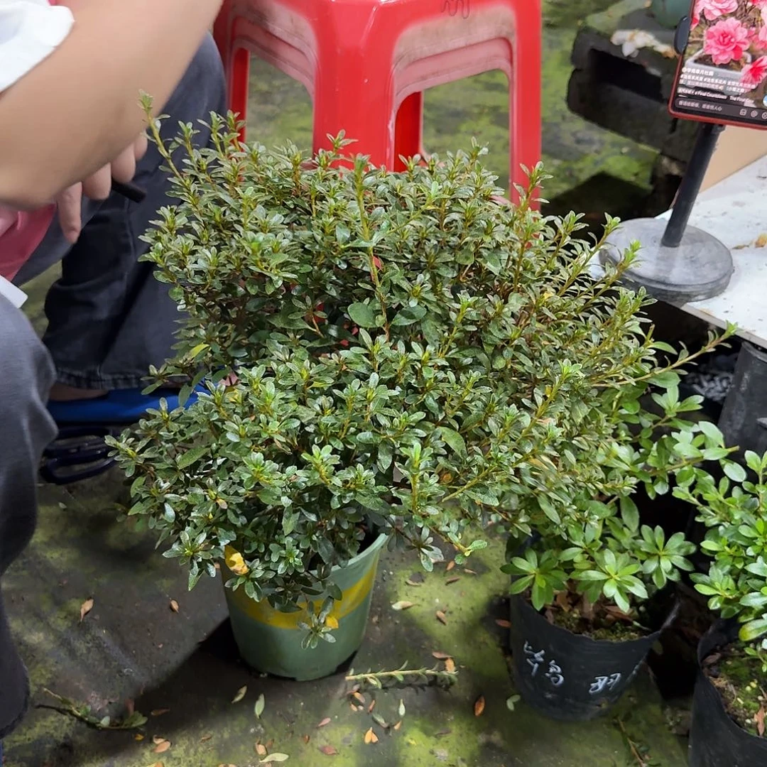 全部花苞小菊之舞杜鹃花
