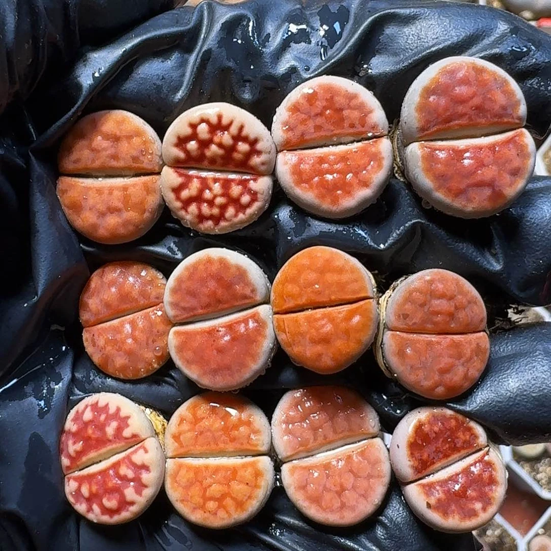 生石花的季节21111111。 213