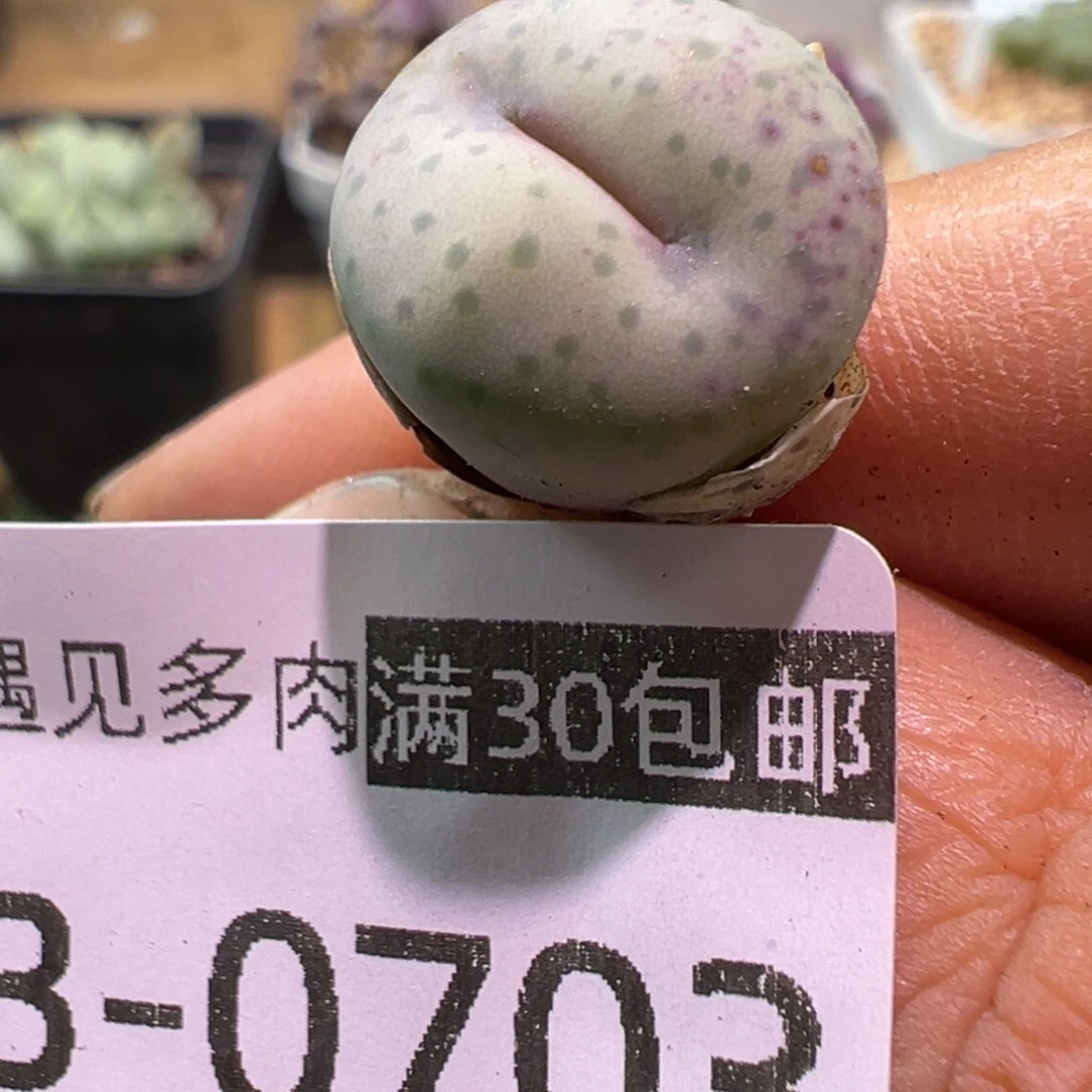 703 多肉植物1111111111111