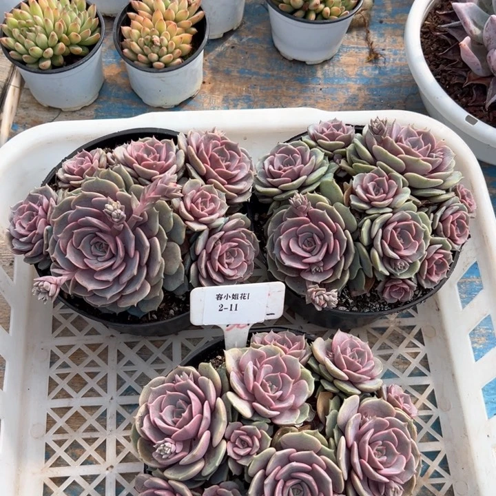 2.11紫碟一个脱土量