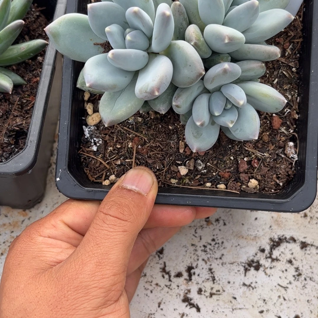 美人系多肉植物255