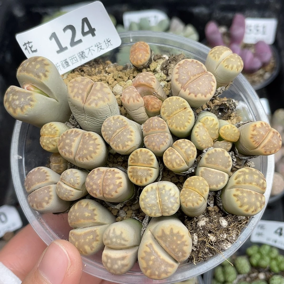 12400000花花花花花路啊