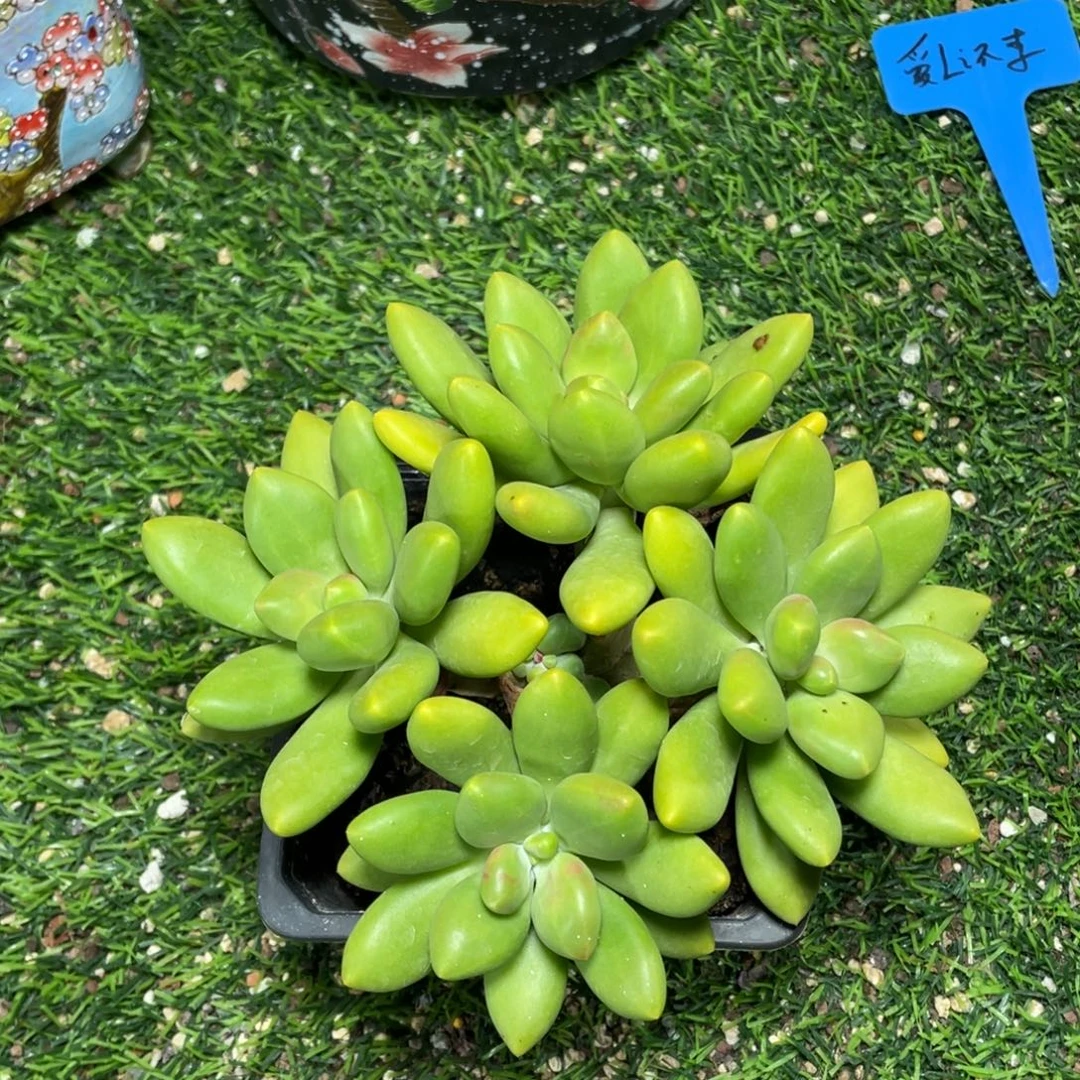 正版芒果奶多肉植物