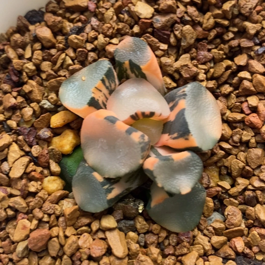 29空门万象锦一物一拍