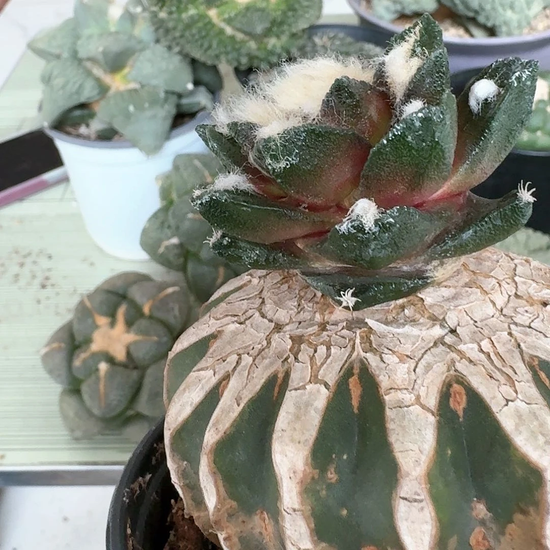 【闪购商品】无花朵茗****上大尤博士210