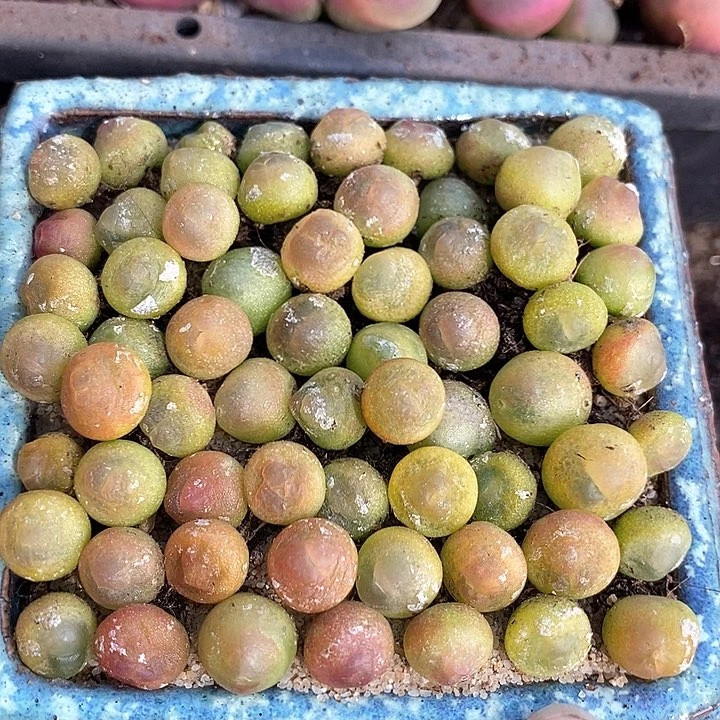 紫皮拉登一颗    0.8-1厘米