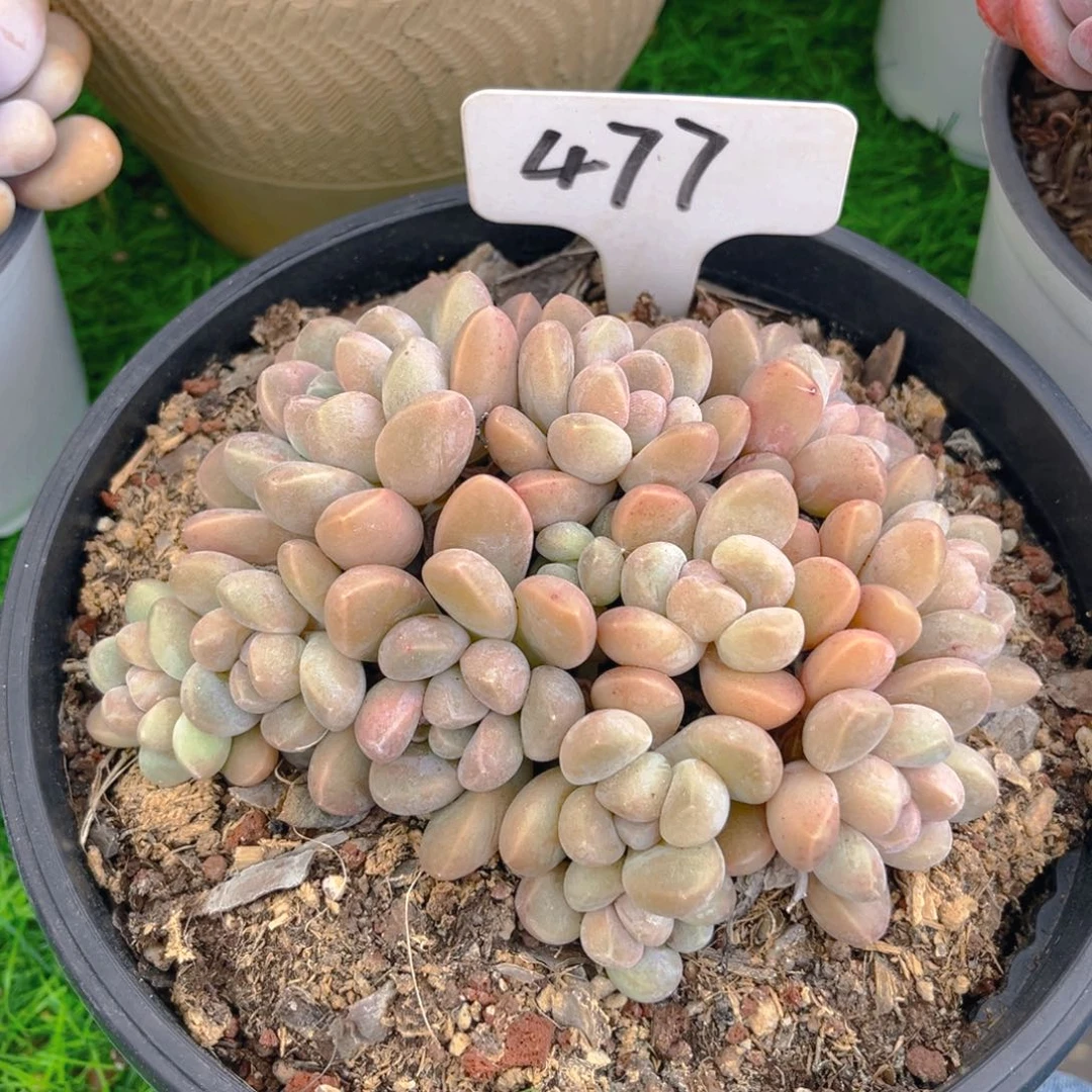 朵*477fghhjkkkjjjjjj