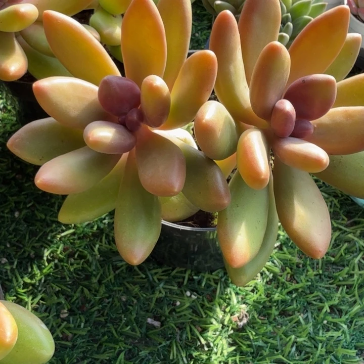 芒果奶。