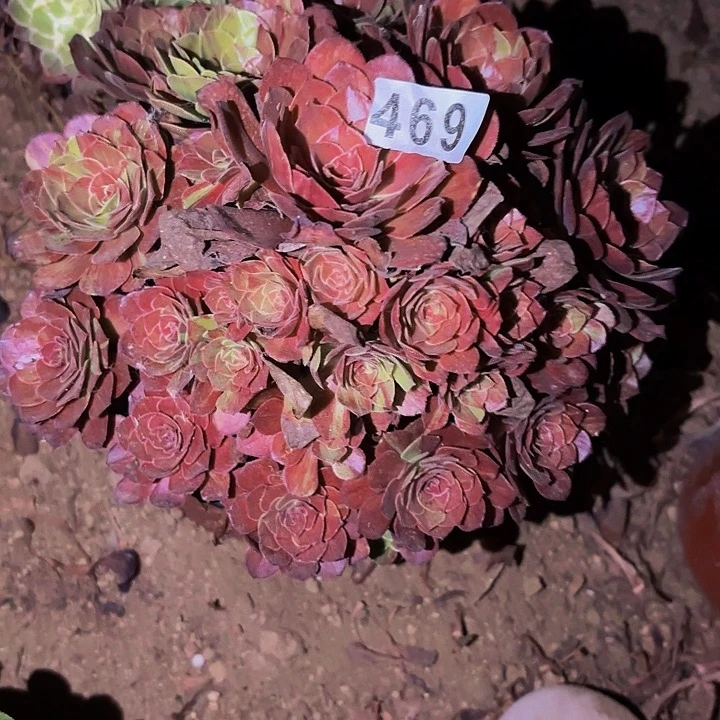 469花花公子多肉植物