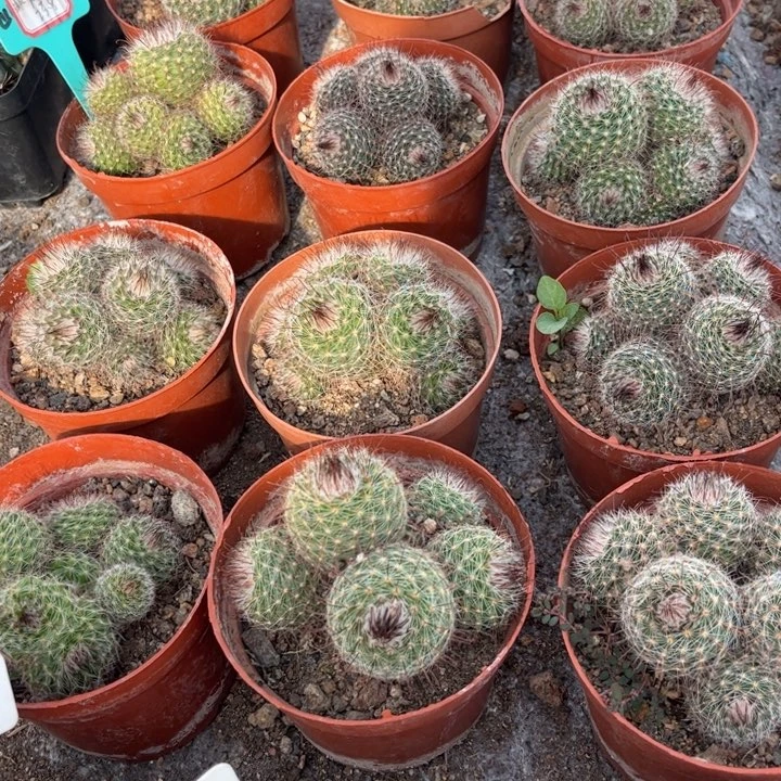 群生菲秀玉好养皮实