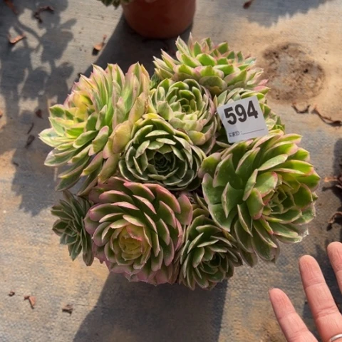 594海仙多肉植物，