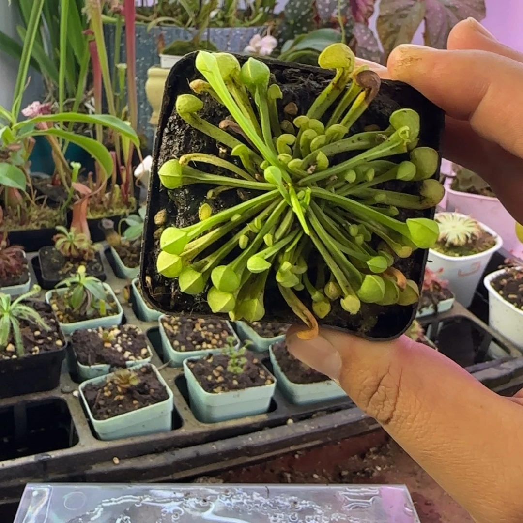 晴***香完全开放一物一拍鹦鹉