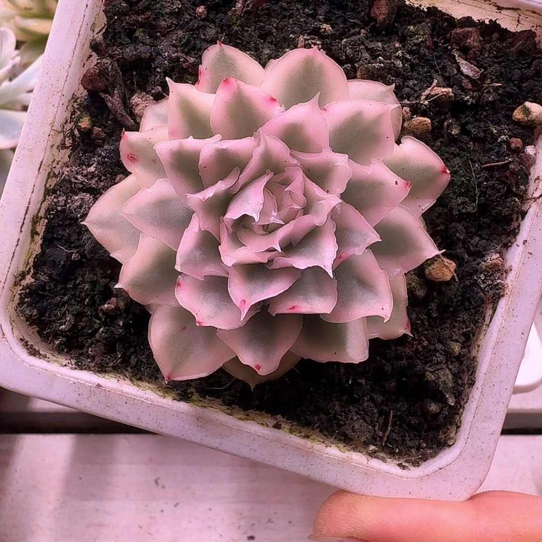 紫蝴蝶锦满38包邮