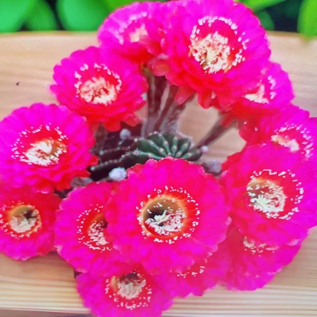 彩草 中国心 侧芽 满 20包邮