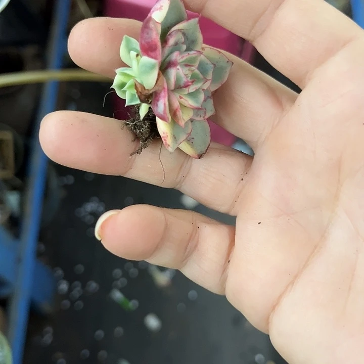 1958斗牛士腹轮锦炸多肉植物