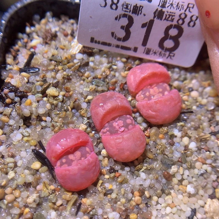 Sss 精品生石花318