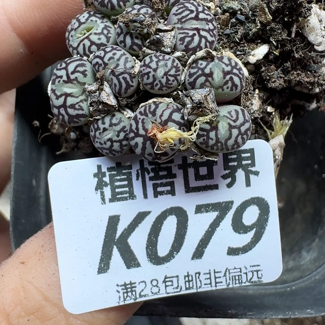 多肉植物的润泽fgv
