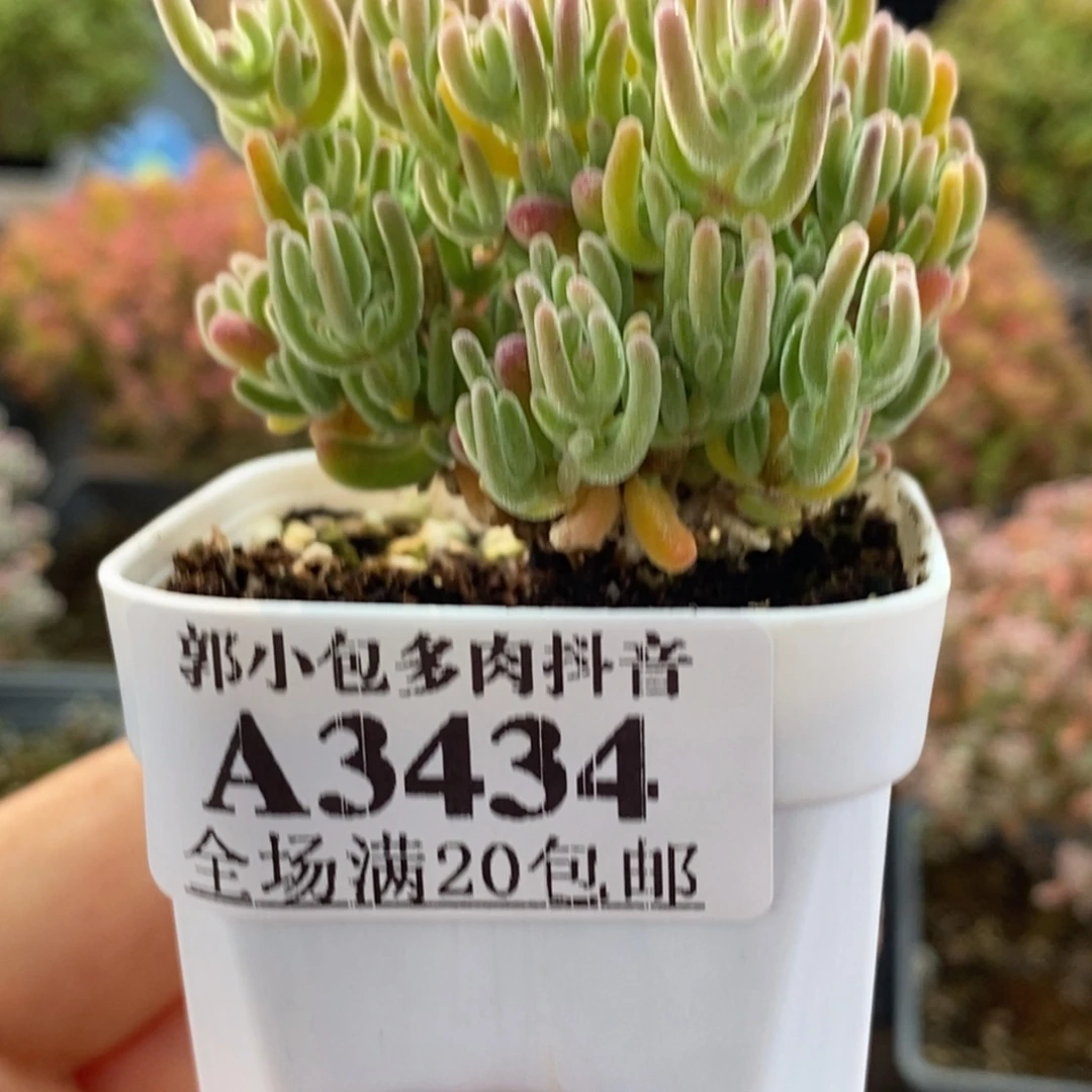 白霜3434枝干番杏
