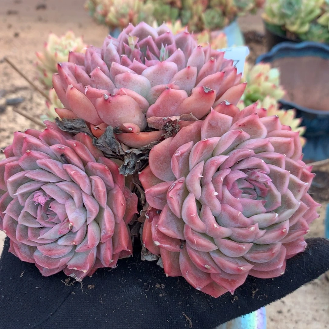 5497杂交多肉植物