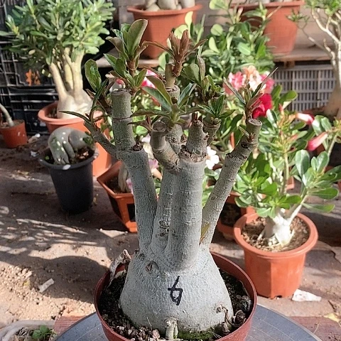 【闪购商品】静*绿植