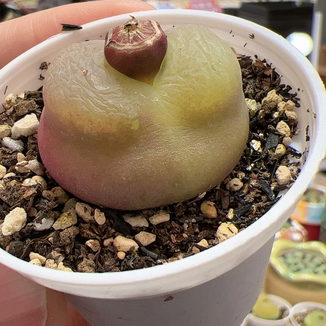 【闪购商品】60 瑕疵福利 多肉