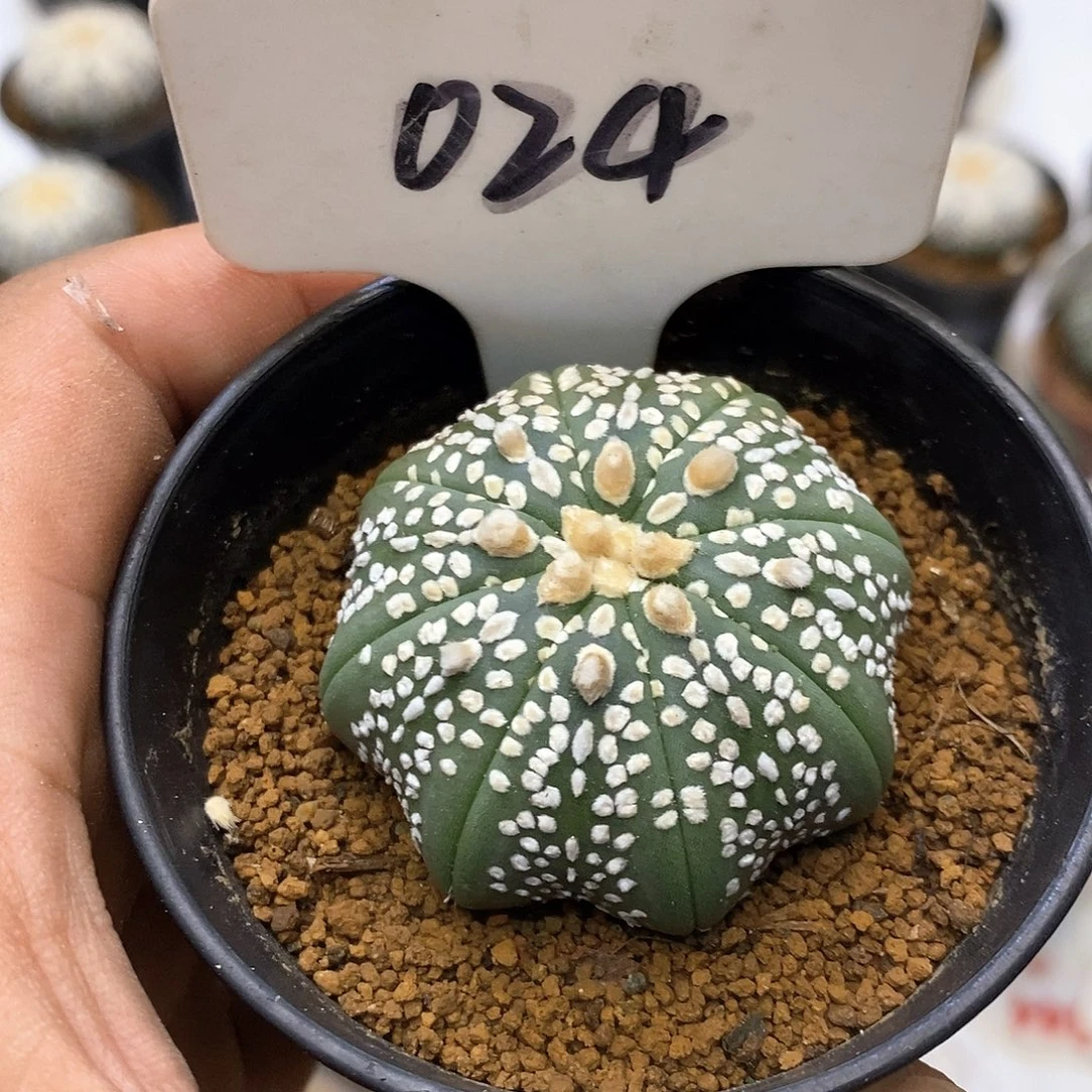 024琉璃皇室奇迹福利特价