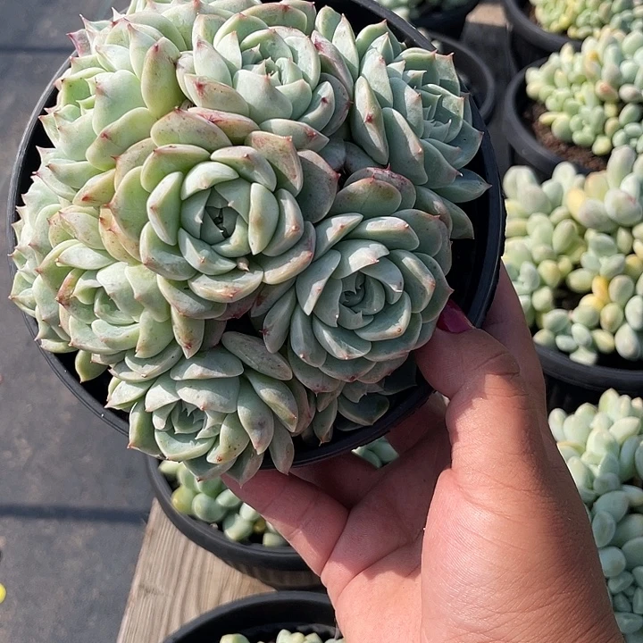 天鹅绒多肉植物群生