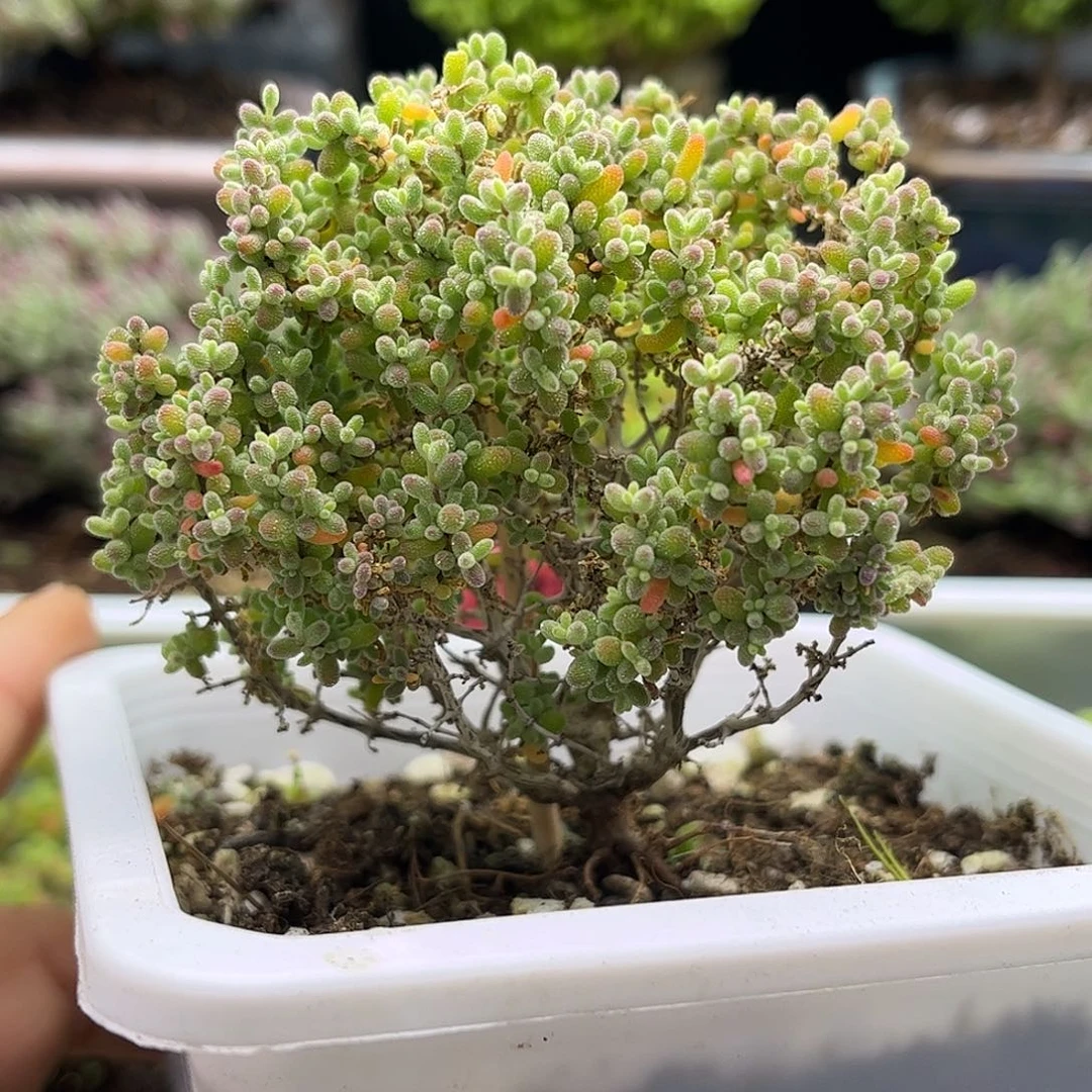 34小小米优选枝干番杏