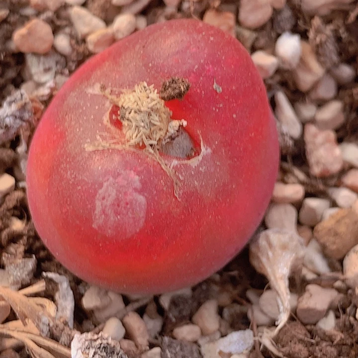 477888898888888888889886886866