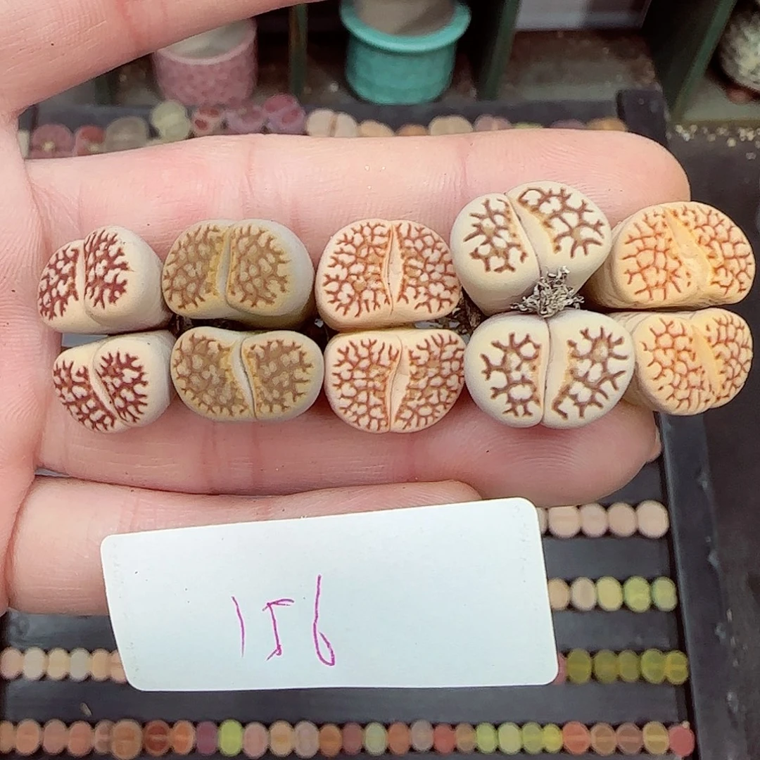 满满18包邮1229-156