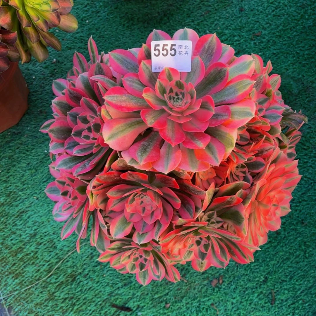 @****腰00000000粉女巫555