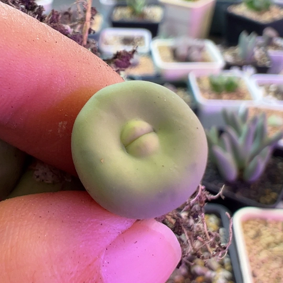 b***u专拍专拍 肉锥植物