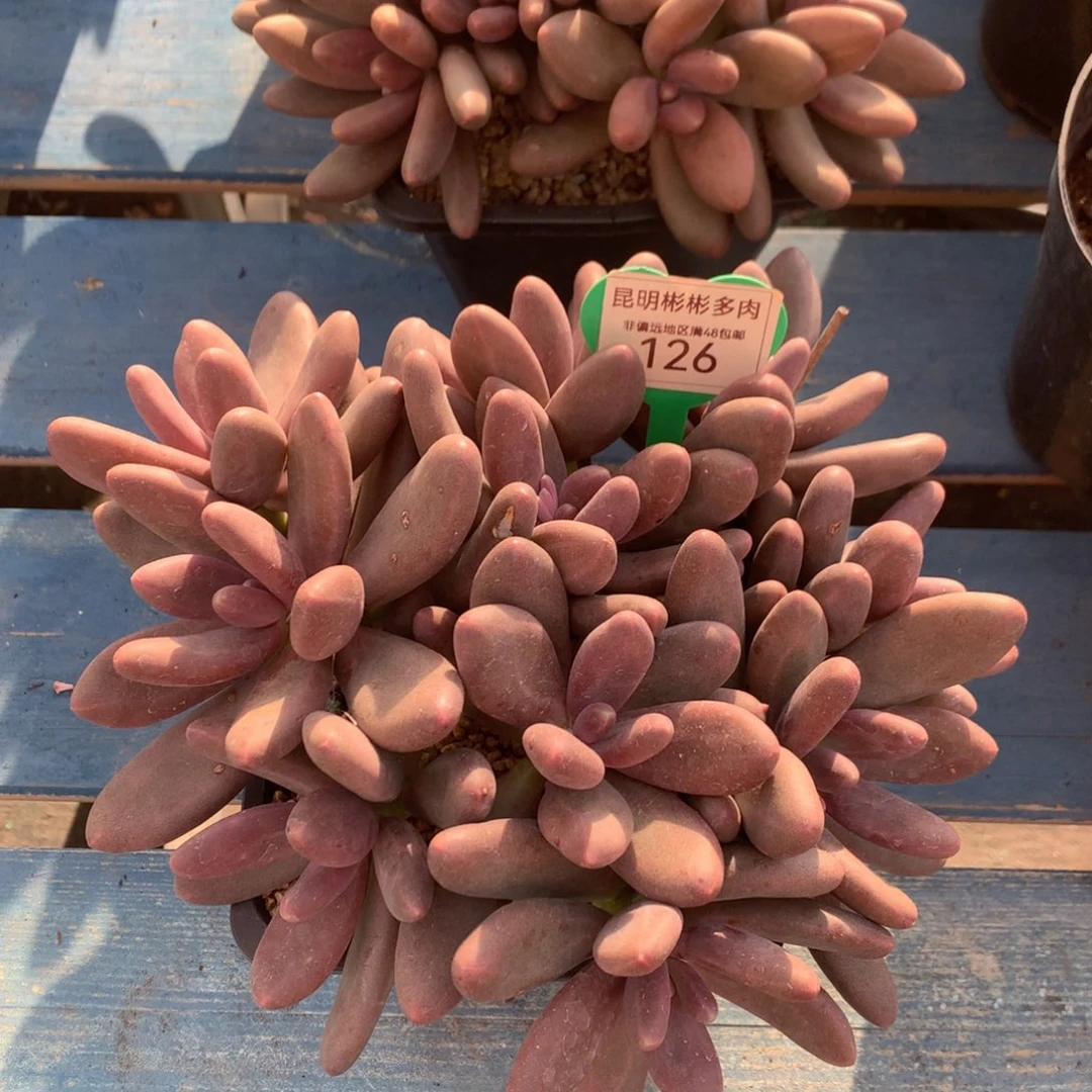 糖果美人矮桩平头126