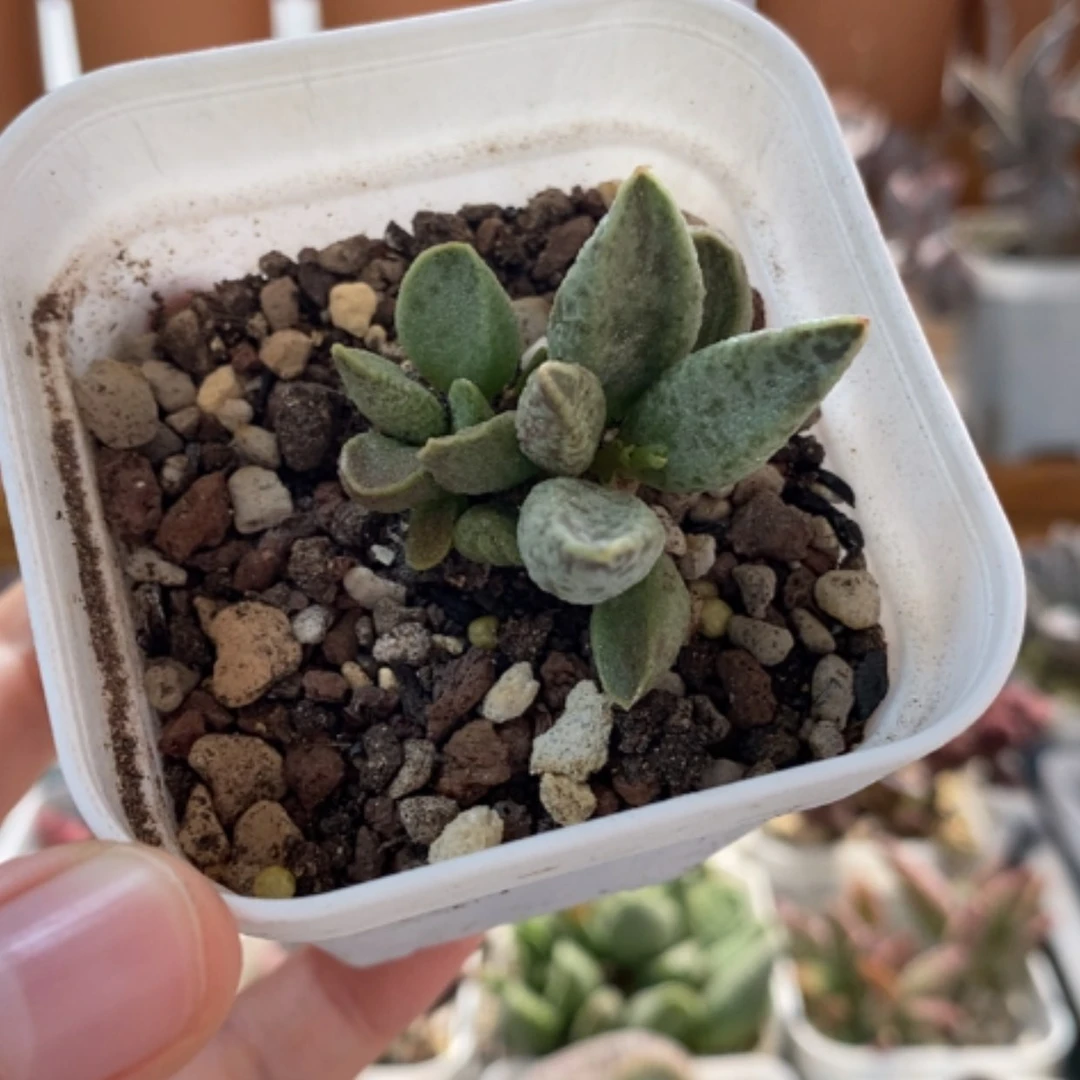 【闪购商品】无花朵蜡笔小新